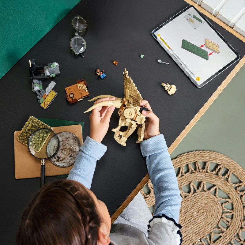 Dinosauří fosilie: Lebka triceratopse