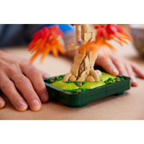 Bonsaj – Japonský červený javor