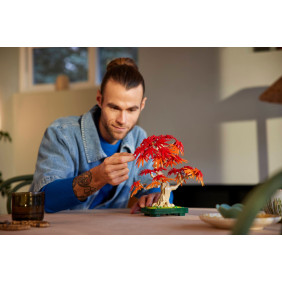 Bonsaj – Japonský červený javor