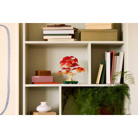 Bonsaj – Japonský červený javor