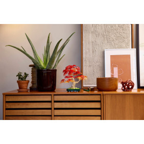 Bonsaj – Japonský červený javor