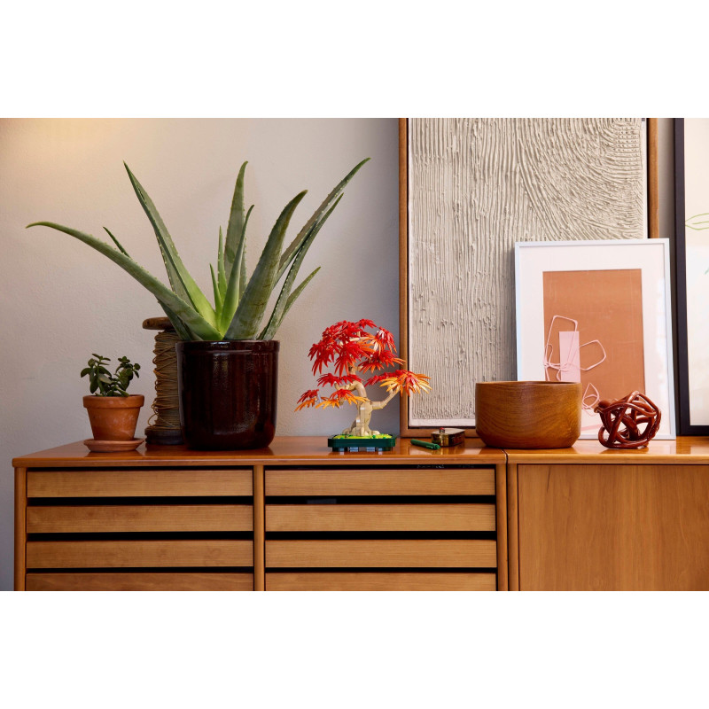 Bonsaj – Japonský červený javor